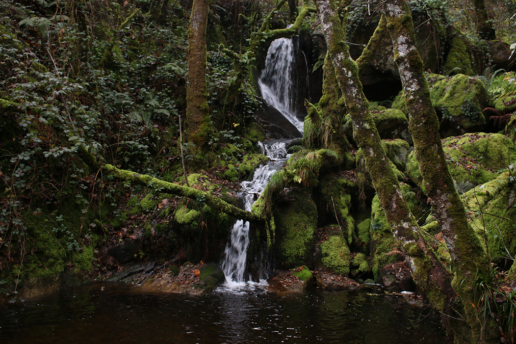 "Fervenza", fotografía tomada nos Canóns do Sil o 4-12-21. Mostra unha pequena fervenza natural que serpea entre os troncos húmidos e o musgo até chegar a unha pequena lagoa.