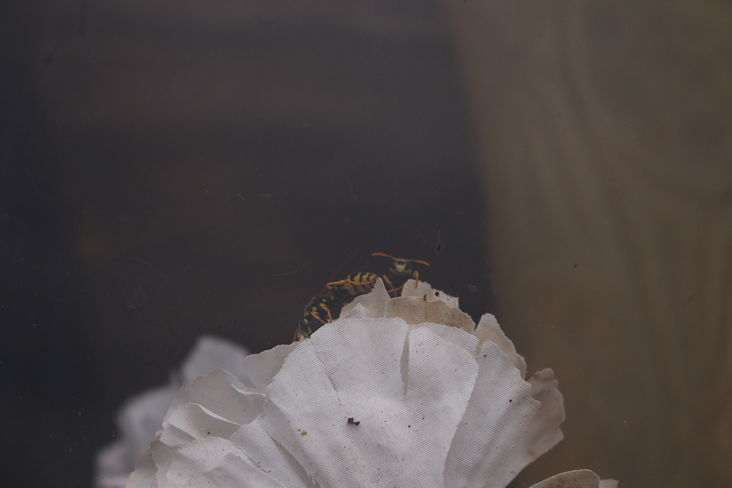 "Vespa", fotografía tomada no cemiterio de Cancelo, Portugal, o 2-9-23. Mostra a través do cristal da xanela dun sepulcro unhas flores brancas artificias, sobre as que pasean unhas vespas. Mentres dunha dela vemos o perfil, a outra mira á cámara sen vergoña.